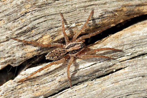 Wolf Spider (zh) (Lycosidae sp)